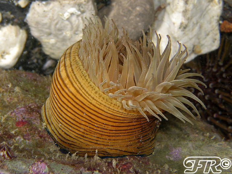 Actinia cari